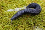 Large red Slug