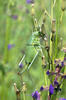 Large Saw-tailed Bush-cricked