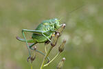 Large Saw-tailed Bush-cricked