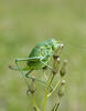 Large Saw-tailed Bush-cricked