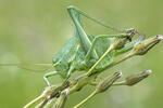 Large Saw-tailed Bush-cricked