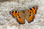 Large Tortoiseshell