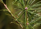 Larix decidua