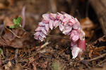 Lathraea squamaria