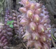 Latrea comune