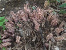 Latrea comune