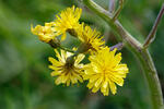 Leafless Hawk's-beard