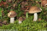 Leccinum scabrum