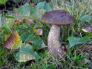 Leccinum scabrum