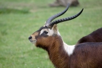 Lechwe del Nilo