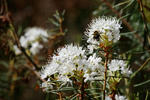 Ledum palustre