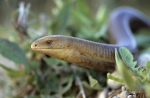 Legless Lizard