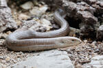 Legless Lizard