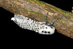 Leopard Moth