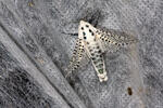 Leopard Moth