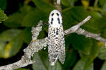 Leopard Moth