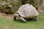 Leopard Tortoise