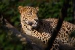 Leopardo de Ceilán