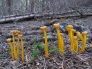 Leotia lubrica