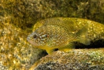 Lepomis gibbosus