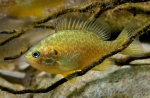 Lepomis gibbosus