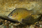 Lepomis gibbosus