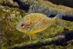 Lepomis gibbosus