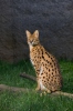 Leptailurus serval