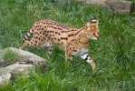 Leptailurus serval