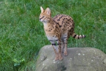 Leptailurus serval