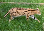 Leptailurus serval