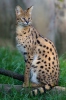 Leptailurus serval