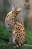 Leptailurus serval