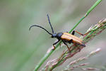 Leptura rubra