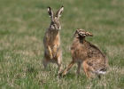 Lepus europaeus