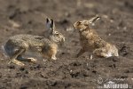 Lepus europaeus