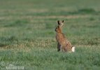 Lepus europaeus