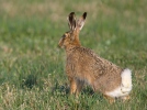 Lepus europaeus