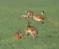 Lepus europaeus