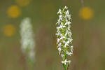 Lesser Buterfly-orchid