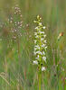 Lesser Buterfly-orchid