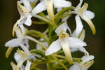 Lesser Buterfly-orchid