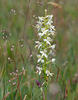 Lesser Buterfly-orchid