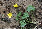 Lesser Celandine