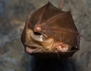 Lesser Horseshoe Bat