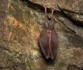 Lesser Horseshoe Bat