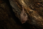 Lesser Horseshoe Bat