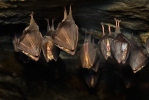 Lesser Horseshoe Bat