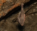 Lesser Horseshoe Bat