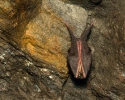 Lesser Horseshoe Bat